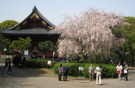 Miyabi Ueno