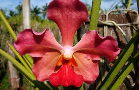 Orchid Gallery Moalboal