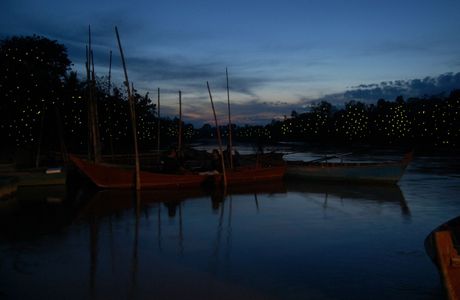 Kuala Selangor Firefly Park