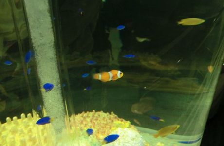 Sunpiazza Aquarium