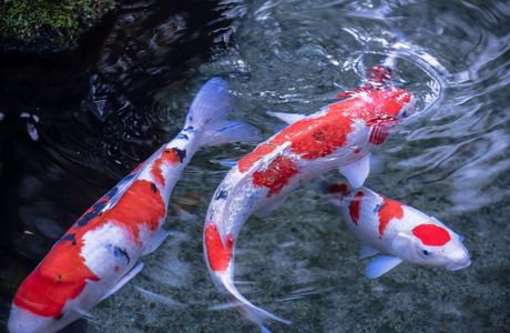 Fish Land Marumiya
