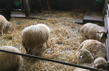 World Sheep Museum
