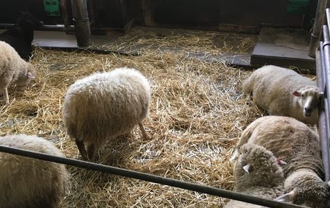 World Sheep Museum 1