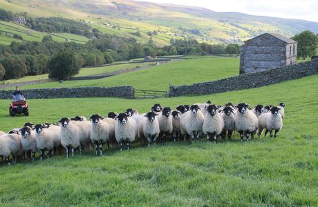 Jiudashengtai Sheep Farm