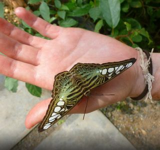 Siam Insect Zoo