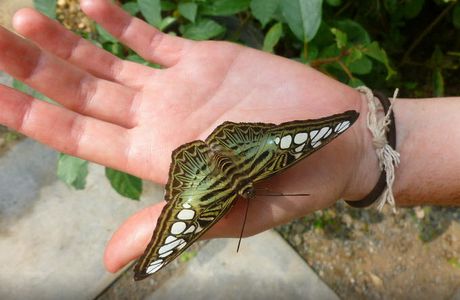 Siam Insect Zoo