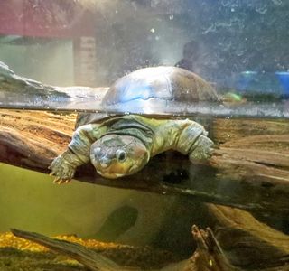 National Mississippi River Museum & Aquarium
