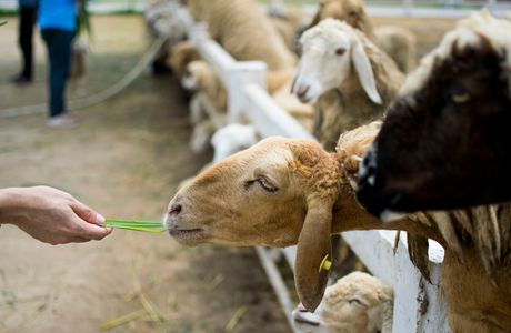 Swiss Sheep Farm