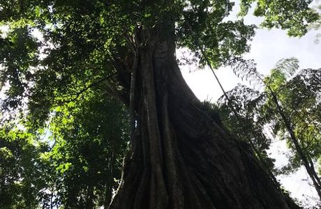 Piyamit Millennium Tree