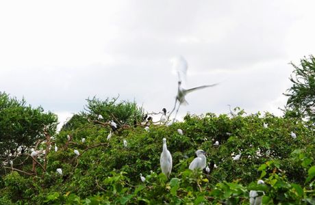 Bang Lang Stork Sanctuary
