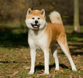 Akita Chuokotsu