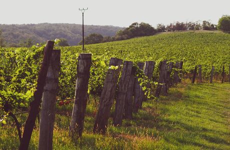 Grape Mill Vineyard and Winery