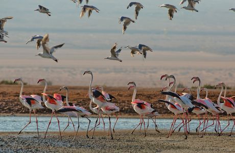The International Birding & Research Centre