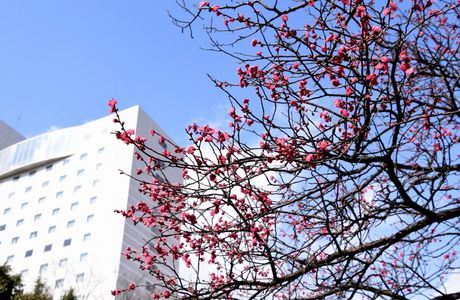 Fukui Central Park