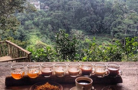 Bali Pulina Coffee Plantation