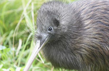 Willowbank Wildlife Reserve