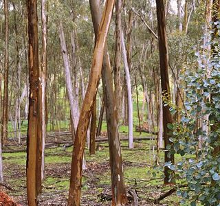 Pines Conservation Reserve