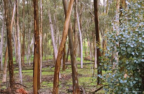 Pines Conservation Reserve