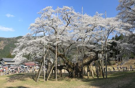 Minoge No Usuzumisakura