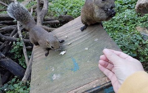 Machida Squirrel Garden 1