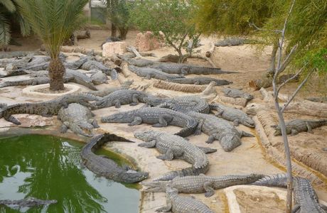 The Crocodile Farm