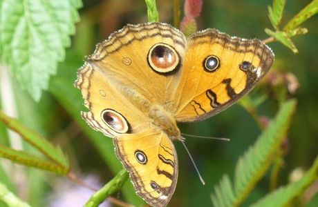 Sammilan Shettys Butterfly Park