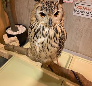 Owl Osaka