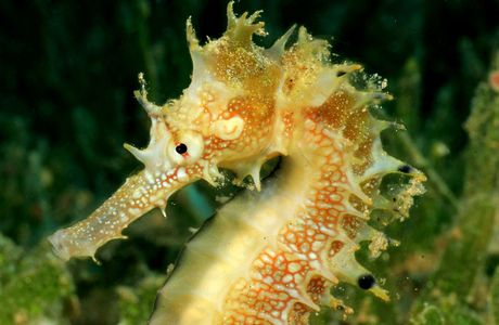 The Seahorse