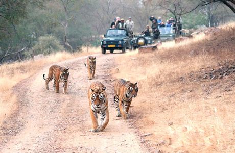 India Wildlife Safari