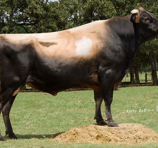 Jersey Cow