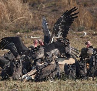 Sam Veasna Conservation Tours