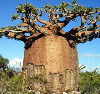 The Baobab Tree