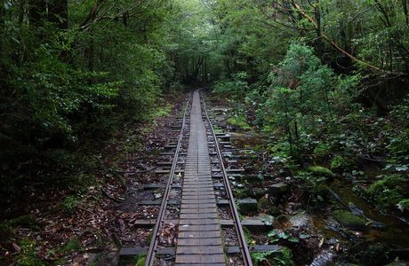 Yakushima Forest Railway