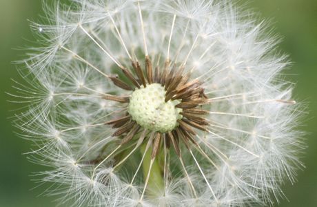 Dandelion Gallery