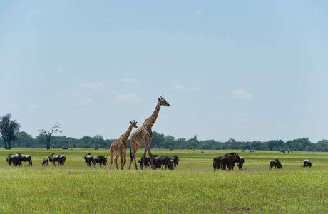 The Hwange Safari Company