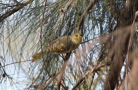 Putta Bucca Wetlands