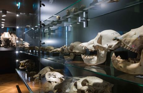 University of Tartu Natural History Museum