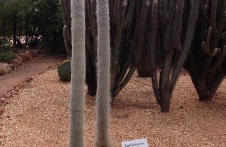 Bevans Black Opal & Cactus Nursery