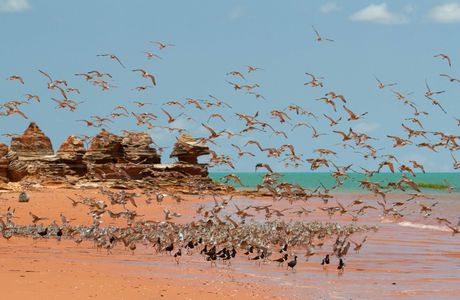Broome Bird Observatory