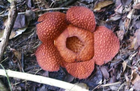 Rafflesia Wellness Centre