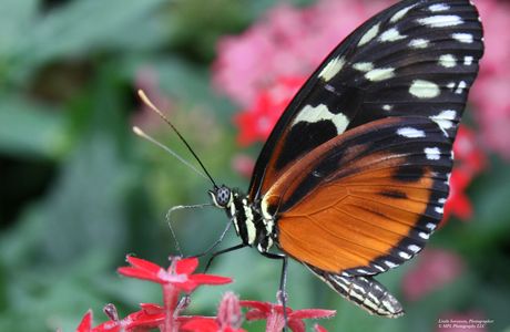 Wings of Mackinac Butterfly Conservatory