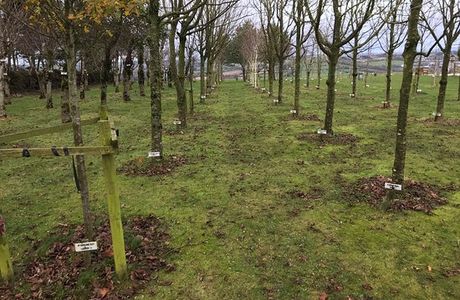 Ringfinnan Garden of Remembrance