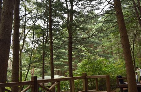 Yonghyun Nature Recreation Forest