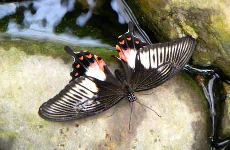 Jardin Des Papillons