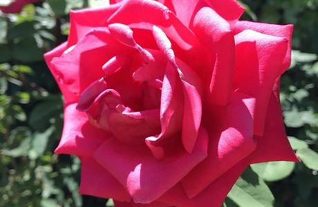 Ishida Rose Garden