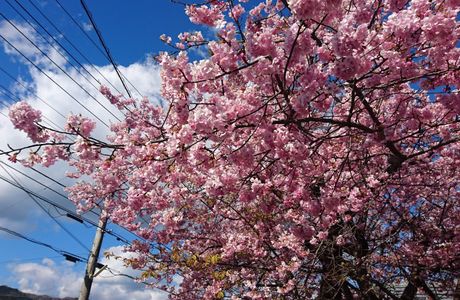 Aogeborigawasoi Kawazu Sakura