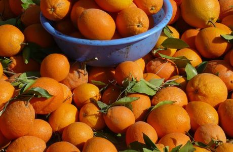 Shiroyama Orange Farm