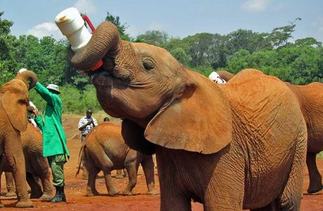 David Sheldrick Elephant Orphanage