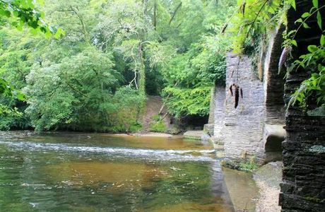 Plym Bridge Woods