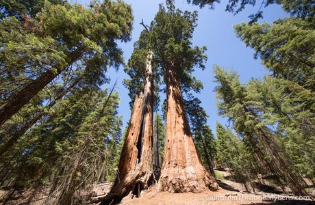 Big Trees Trail